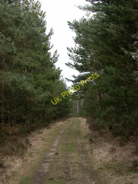 Photo 6"x4" Pistle Down, forestry road Gotham\/SU0811 c2011