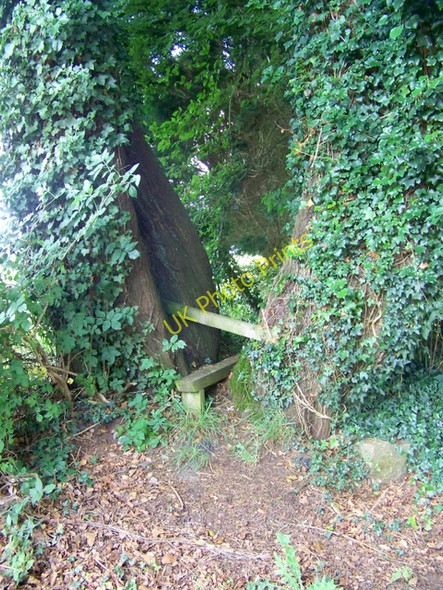 Photo 6"x4" Stile, Colestock Colestocks c2009