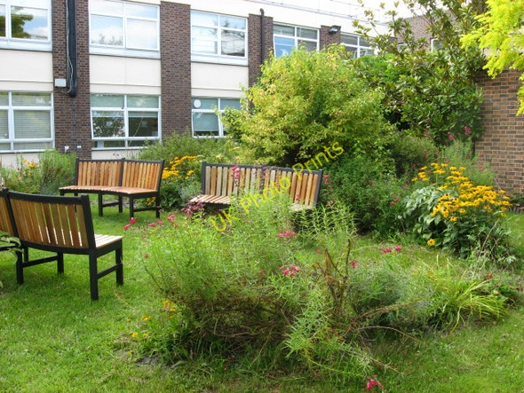 Photo 6"x4" Blood Service Garden Cherry Hinton c2009