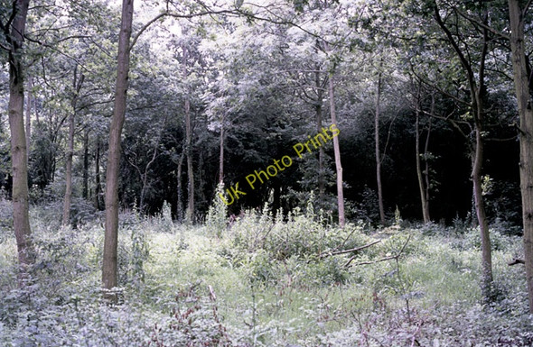 Photo 6"x4" Thundersley Oaks Nature Conservation Area New Thundersley c1983
