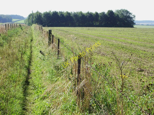 Photo 6"x4" Bridleway to Launceston Down Tarrant Launceston c2009