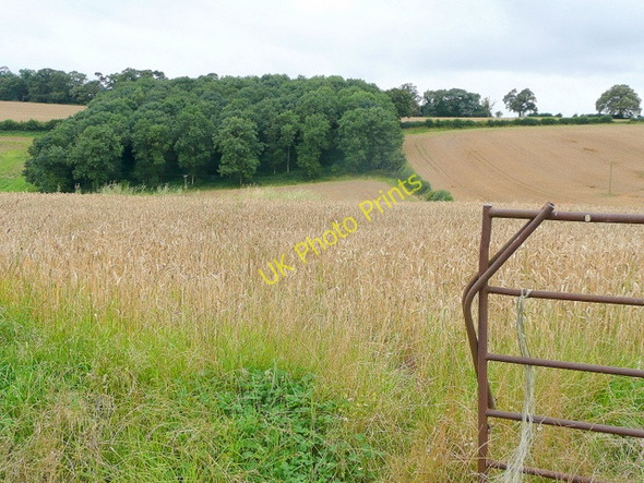 Photo 6"x4" Wheat awaiting harvest Stocking c2009