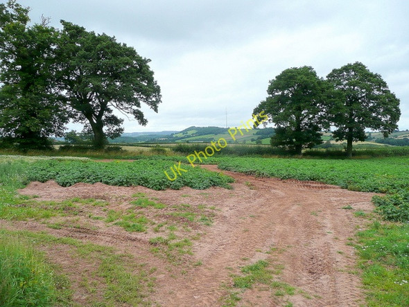 Photo 6"x4" Potato land Stocking c2009