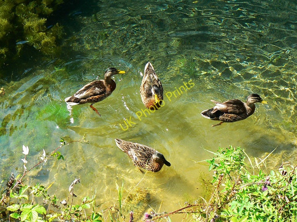 Photo 6"x4" Three drakes and a duck, Nailsworth Nailsworth c2009