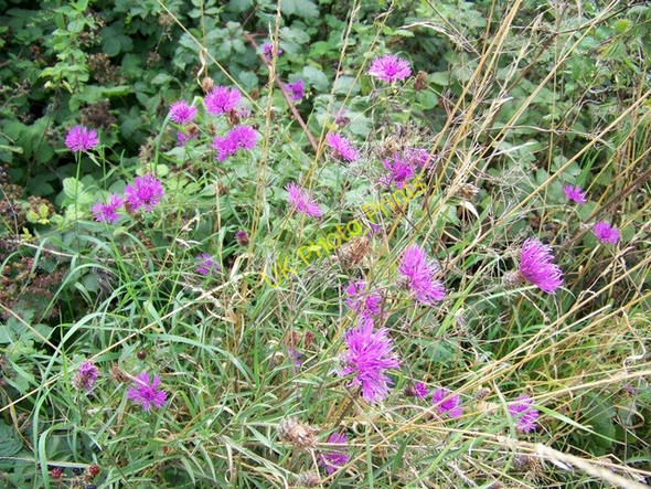 Photo 6"x4" Common Knapweed (Centaurea nigra) Fifield Bavant c2009