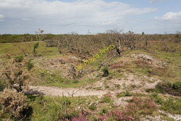 Photo 6"x4" Earthwork running from Durnstown towards Setley Birchy Hill c2009