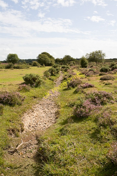 Photo 6"x4" Stream which ultimately becomes Passford Water Battramsley c2009