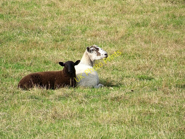 Photo 6"x4" Family Portrait, Everleigh East Everleigh c2009