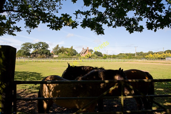 Photo 6"x4" Fields west of Crabbswood Lane Mead End\/SZ2698 c2009