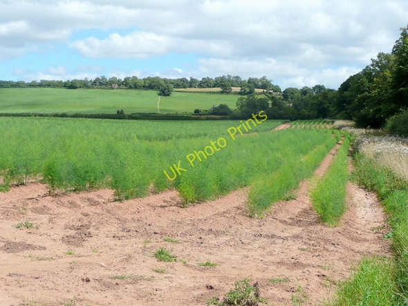 Photo 6"x4" Asparagus field Crossway\/SO6131 c2009