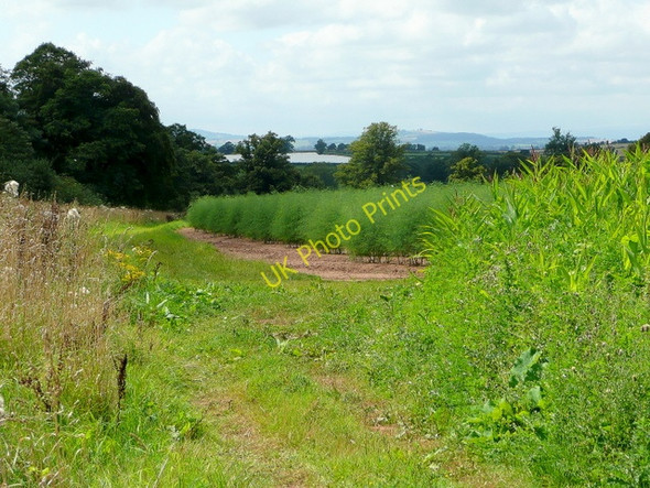 Photo 6"x4" More asparagus at How Caple Crossway\/SO6131 c2009