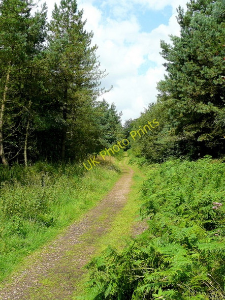Photo 6"x4" Path into the forest Harrow Hill\/SO6416 c2009
