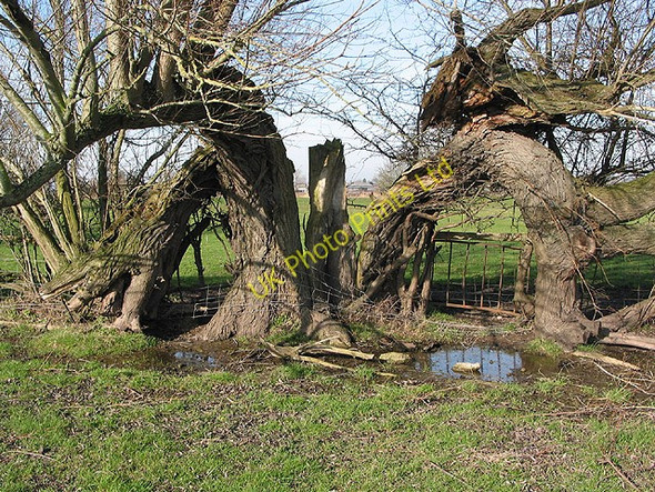 Photo 6"x4" Underneath the arches Calcott's Green c2008