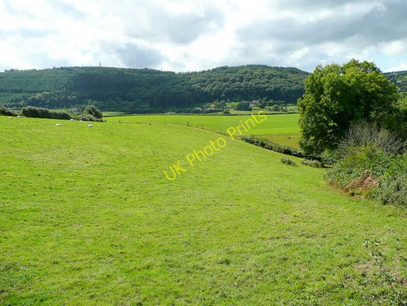 Photo 6"x4" View to the Forest Brimps Hill c2009