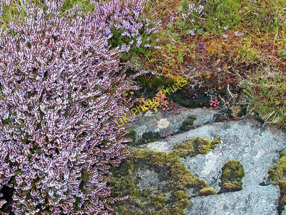 Photo 6"x4" Moorland flora Balgown\/NG3438 c2009