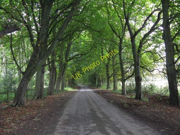 Photo 6"x4" Avenue Of Trees En Route To Leysters Leysters c2009