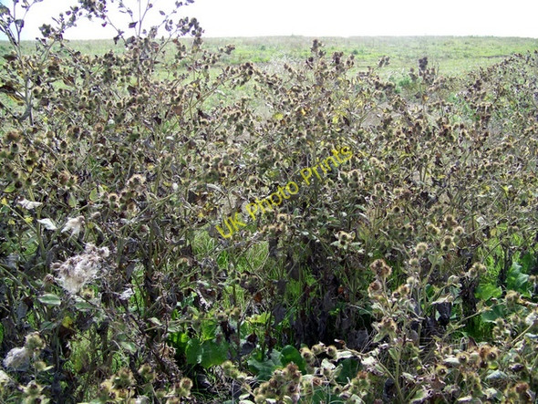 Photo 6"x4" Burdock, Faulston Down Bishopstone\/SU0725 c2009