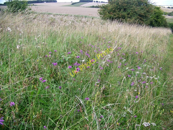 Photo 6"x4" Bridleway, Croucheston Drove Croucheston c2009