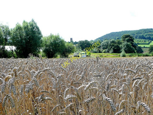 Photo 6"x4" Ripe wheat at Weston Kingstone\/SO6324 c2009