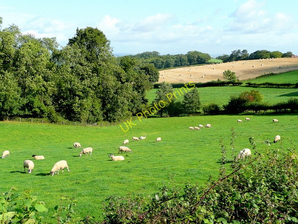 Photo 6"x4" Pasture, cereal and woodland Callow\/SO4934 c2009