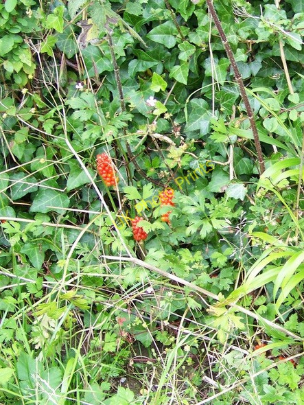 Photo 6"x4" Cuckoo-pint (Arum maculatum), Badbury Rings Hemsworth\/ST9605 c2009