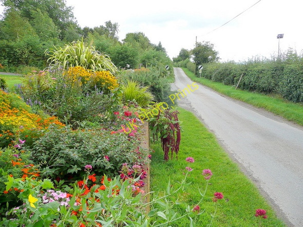Photo 6"x4" September garden King's Thorn c2009