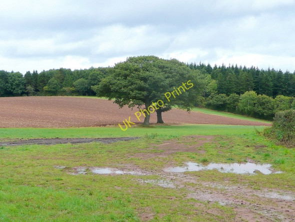 Photo 6"x4" Two oaks near Nether Wood Newtown\/SO5333 c2009