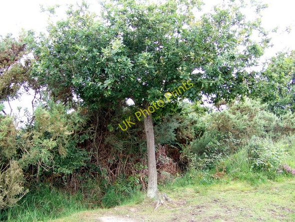 Photo 6"x4" Young Oak tree, Holt Heath Higher Row c2009