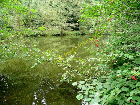 Photo 6"x4" Soudley Lower Pond 2 Grange Village c2009