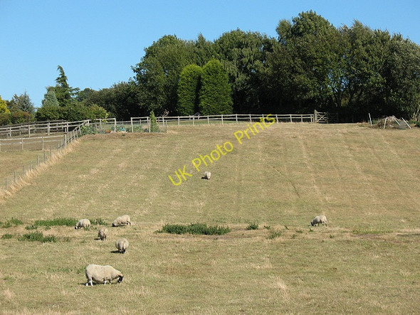 Photo 6"x4" Sheep at South Street Neames Forstal c2009