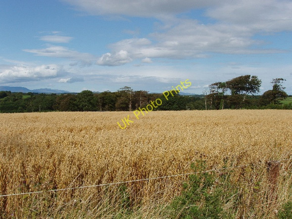 Photo 6"x4" Oats near Ballinamona Waterford\/S5911 c2009