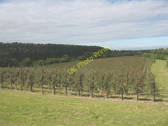 Photo 6"x4" Young apple orchard near Rhode Common Rhode Common c2009