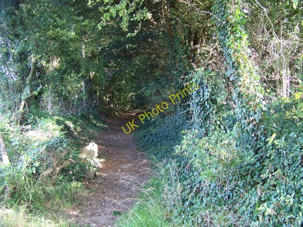 Photo 6"x4" Footpath near Upham Blackdown\/SU5322 c2009