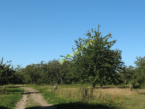 Photo 6"x4" Orchard at Horselees Crouch\/TR0558 c2009