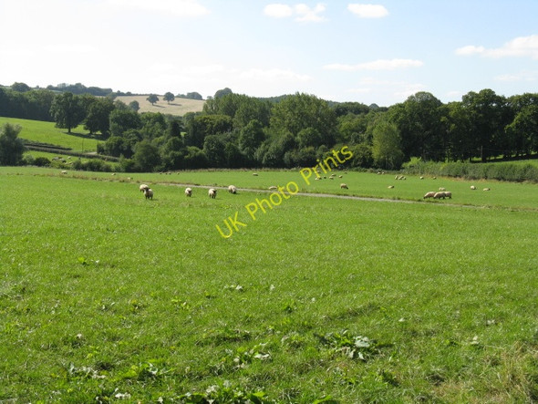 Photo 6"x4" Sheep At Birchley Farm St Michaels\/SO5865 c2009