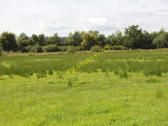 Photo 6"x4" Pasture with reeds near Ballyglassoon Pilltown c2009