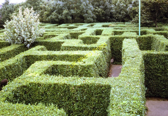 Photo 6"x4" Maze, Blackgang Chine Blackgang c1973