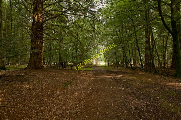 Photo 6"x4" Track towards Holidays Hill inclosure Bank\/SU2807 c2009