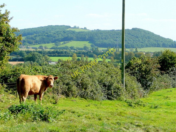 Photo 6"x4" Bovine inhabitant of Grafton Grafton\/SO9837 c2009