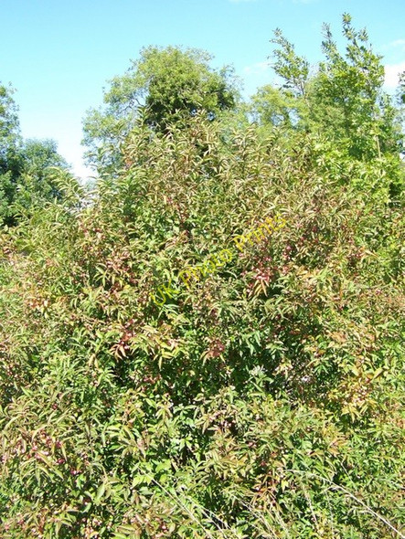 Photo 6"x4" Spindle bush, Crofton Crofton\/SU2662 c2009