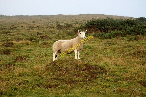 Photo 6"x4" Cheviot lamb on Millennium Hill Little Malvern c2009
