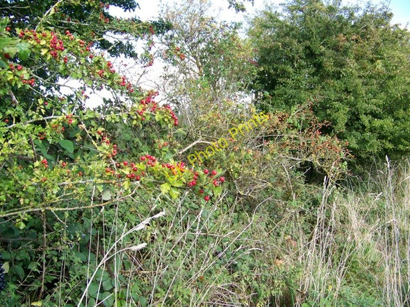 Photo 6"x4" Hips and haws, Wilton Crofton\/SU2662 c2009