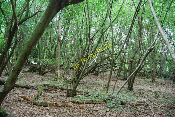 Photo 6"x4" Coppiced trees, Snipe Wood Romford\/TQ6441 c2009