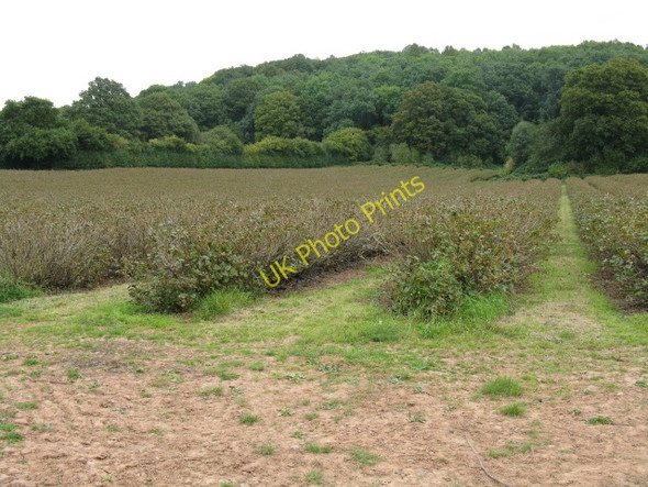 Photo 6"x4" Fruit Bushes On Birley Hill Birley\/SO4553 c2009