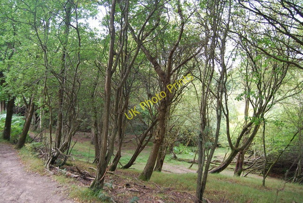 Photo 6"x4" Woodland in Eridge Park by the Tunbridge Wells Circular Path Sleeches Cross c2009