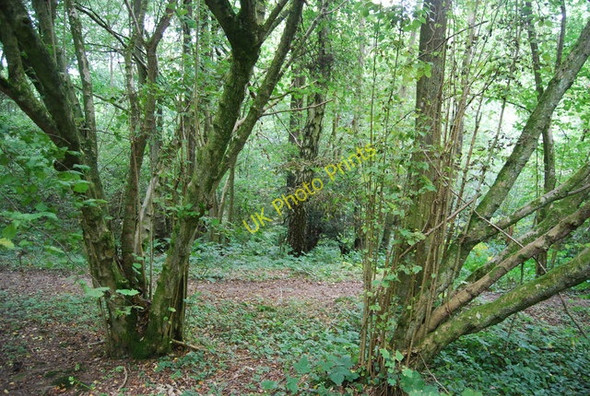 Photo 6"x4" Coppiced trees, Toll Wood Langton Green\/TQ5439 c2009