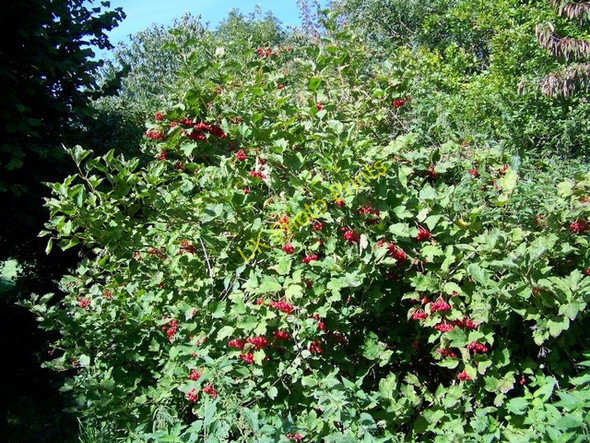 Photo 6"x4" Guelder rose (Viburmum spulus), Tisbury Tisbury c2009