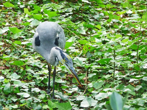 Photo 6"x4" Grey Heron (Ardea cinerea) Marylebone\/TQ2881 c2009