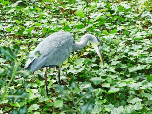 Photo 6"x4" Grey Heron (Ardea cinerea) Marylebone\/TQ2881 c2009 P1