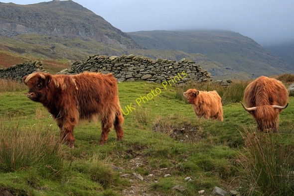 Photo 6"x4" Rough Pasture, Stock Ghyll Ambleside c2009